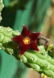 Image result for Virectaria major