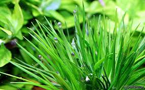 Image result for Eriocaulon schimperi