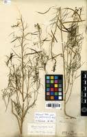 Image result for Cleome angustifolia