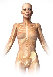 Superficial anatomy of the trunk (female). Woman Body Trunk With Interior Organs Superimposed Stock Illustration Illustration Of Digestion Healthy 39457626