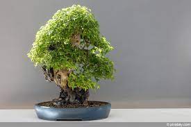 Mein baum verliert zum teil sehr viele blätter. Bonsai Verliert Viele Blatter Ursachen Und Losungen Hausgarten Net