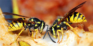 In der regel wird der immobilienmakler in kierspe vom vermieter bezahlt. Umgang Mit Wespen Und Hornissen Kein Grund Zur Panik Nabu