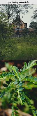 Gardening Essentials 214 20180915173245 53 Longwood Gardens Online Classes Westwood Garden And Fencing Ser Garden Box Plans Gardening Tips Garden Ideas Uk