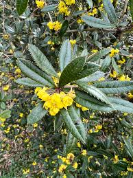 Image result for Berberis julianae