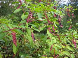 Pokeweed is one of the hardest weeds to remove that can grow on the lawn or any surface that has table of contents. Life And Death In The Parking Lot Anita Sanchez