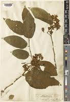 Image result for Grewia glandulosa