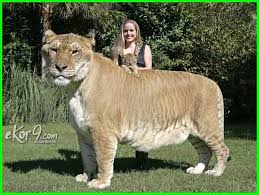 Kucing dalam bahasa latin adalah felis silvestris catus adalah sejenis hewan karnivora. Gambar Kucing Paling Besar Di Dunia 81021 Nama Untuk Kucing Comel Lucu Dan Unik