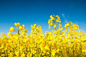 canola futures daniels trading