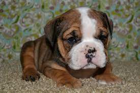 Puppyfind® provides a convenient and efficient means of selecting and purchasing the perfect american boxer puppy (or american boxer puppies) from the comfort of your home, 24 hours a day, 7 days a week. Valley Bulldog Boxer Bulldog Mix Info Temperament Puppies Pictures