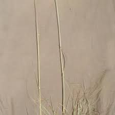 Image result for Eragrostis volkensii