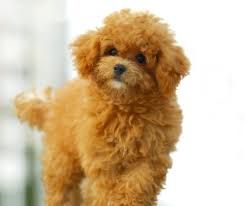 Click to view the available australian, & toy labradoodles puppies for sale, from the trusted breeders at danmar labradoodles. Toy Poodle Original Toy Poodle Price In Mumbai