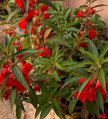Image result for Balsaminaceae