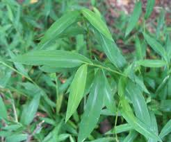 Image result for Microstegium