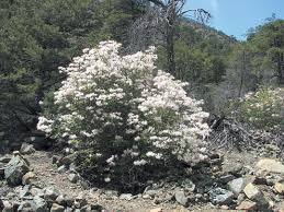 Pacific Horticulture Society Western Azalea Beauty And Fragrance California Native Plants California Native Garden Pacific Northwest Garden