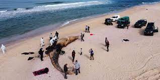 Grappling with its worst ecological disaster in years, the government this week ordered a precautionary ban on selling seafood. Israel Accuses Iran Of Deliberately Spilling Oil To Pollute Its Shores