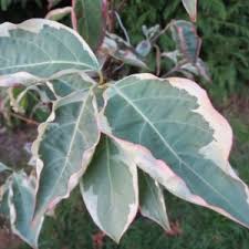 Maybe you would like to learn more about one of these? Cornus Kousa Wolf Eyes Dogwood
