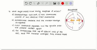 Telophase is an important cycle in cell division and occurs at the end of the cycle. Solved How Do Telophase I And Telophase Ii Differ During Meiosis In Animal Cells A Cells Remain Diploid At The End Of