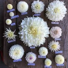 Dahlia Dahlias Types Variety Colorful Varieties Sunflower White Yellow Gardengoals Gardening Gardenlife Dahlias Garden Flower Garden Dahlia Flower