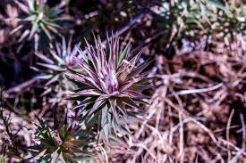 Image result for Macledium zeyheri