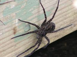 Araignee D Eau Dolomedes Tenebrosus Lac Caribou Qc Canada Caribou Spider
