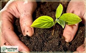 This lack of sunlight inhibits flowering and. Shade Tolerant Fruit Trees And Plants For New Zealand Conditions Food Forest Plants Nz