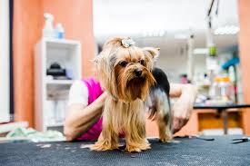 These interactive pages guide customers through a complex. 10 Best Pet Groomers In Tennessee