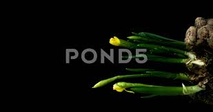 Time Lapse Of Opening Narcissus On Black Background Alpha Channel Stock Footage Ad Narcissus Black Opening Time