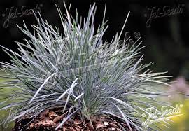 Image result for Koeleria