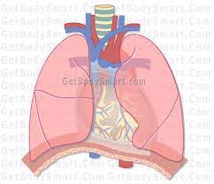 Respiratory System Anatomy Physiology Quizzes Tutorials Respiratory System Anatomy Respiratory System Physiology