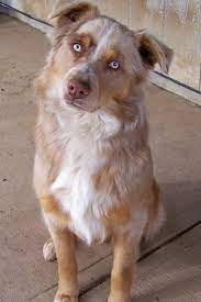 This is the price you can expect to pay for the border collie breed without breeding rights. Border Aussie Dog Breed Information And Pictures