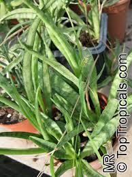 Image result for Sansevieria dooneri