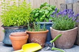 Um ein hundeklo selber zu bauen und zu bepflanzen benötigst du. Urban Gardening Ç Toom Baumarkt