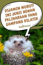 Coba Yuk Ini Jenis Hewan Peliharaan Yang Bisa Dilatih Dengan Mudah Dijamin Nurut Hewan Peliharaan Hewan Anjing