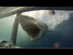 Check spelling or type a new query. Shark Diving Cairns Destimap Destinations On Map
