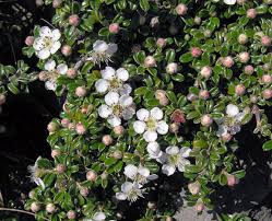 Image result for Cotoneaster microphyllus