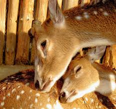 25 Emotional Mother And Baby Animal Photos From Wildlife Mother And Baby Animals Baby Animals Animals