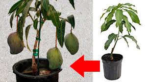 Plant your tree, water it frequently and wait for fruit! Grafted Mango Tree Vs Seedling Mango Tree Which Is Better Eco Family Life