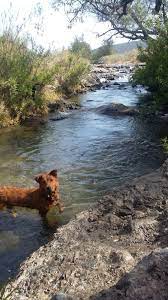 El bosque de la primavera es de los principales pulmones de guadalajara y el visitarlo te llena de oxigeno al instante. Nanana Tomando Un Descanso En El Jacuzzy Natural Rio Termal Del Bosque De La Primavera Guadalajara Mexico Termales Del Bosque Tomar Un Descanso Bosque