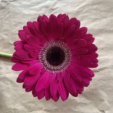 Image result for Gerbera