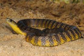 Tiger Snake Sydney Locality Notechis Scutatus Snake Snake Venom Reptiles