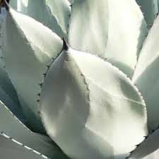 Maybe you would like to learn more about one of these? Agaves At Last Horticulture