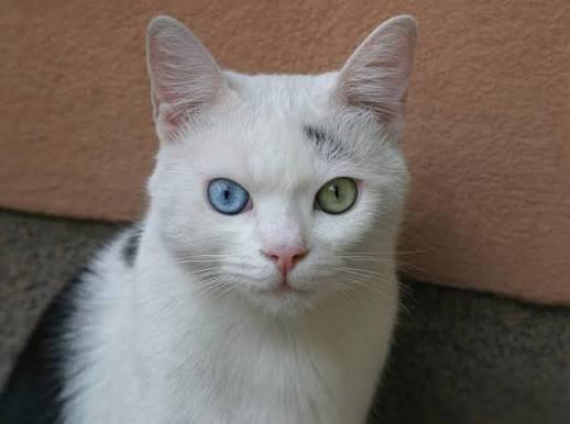 7 Beautiful Cat Eye Colors & How Rare They Are | LoveToKnow Pets