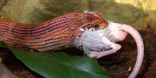 As you might imagine, there's a pretty obvious reason: What Do Corn Snakes Eat Reptilekingdoms