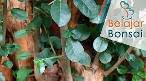 Ciri ciri pohon serut streblus asper di alam liar. Ahmad Isnaini On Twitter Mengenal Bahan Bonsai Sisir Di Alam Liar Https T Co U7ssbpsfze