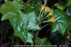 Image result for Delairea odorata