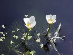 Image result for Cabombaceae