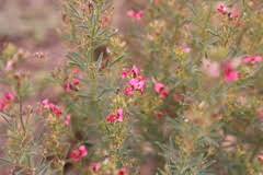Image result for Indigofera hilaris