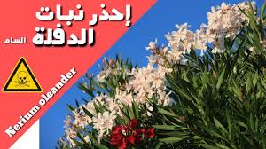 المسلسل البدوي الدفلة الحلقة 10. Ù†Ø¨Ø§ØªØ§Øª Ø²ÙŠÙ†Ø© Ø³Ø§Ù…Ø© Ø§Ù„Ø¯ÙÙ„Ø© Ø¬Ù…ÙŠÙ„Ø© Ø§Ù„Ø´ÙƒÙ„ Ùˆ Ø§Ù„Ø±Ø§Ø¦Ø­Ø© Ù„ÙƒÙ†Ù‡Ø§ Ø³Ø§Ù…Ø© Ø¬Ø¯Ø§ Youtube