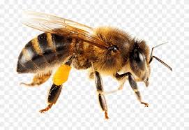Download Isolated Bee Png Images Background Honey Bee Transparent Png 850x523 583576 Pngfind Download transparent bee png for free on pngkey.com. download isolated bee png images