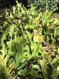 Image result for Pyrrosia rhodesiana